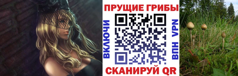как найти   Южа  Псилоцибиновые грибы Cubensis 